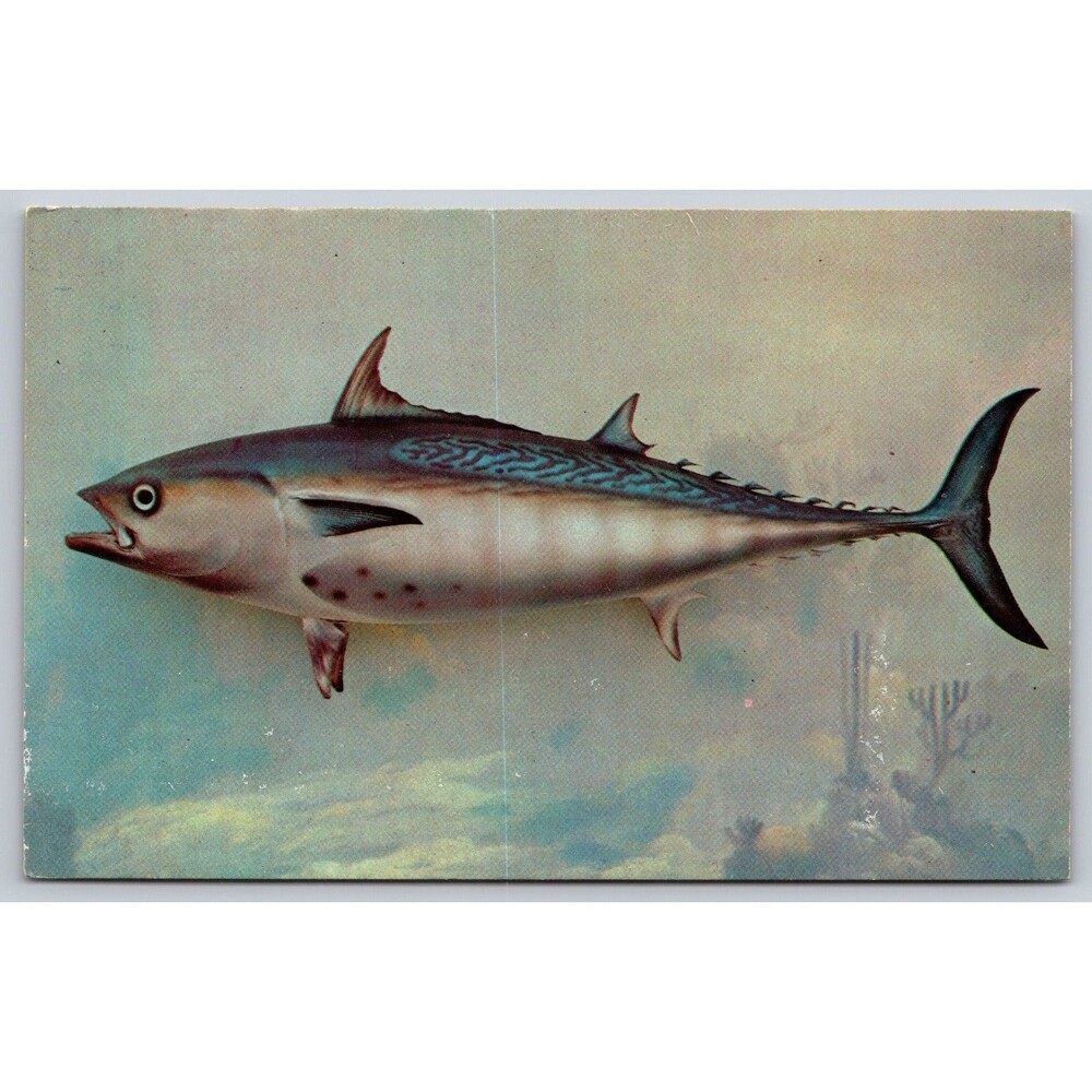 Postcard Florida Bonito Hard Fighting Game Fish Reefs Gulf Stream c1960 Unposted